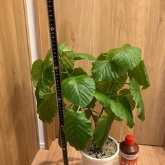 フィカス　ウンベラータ　ゴムの木の画像