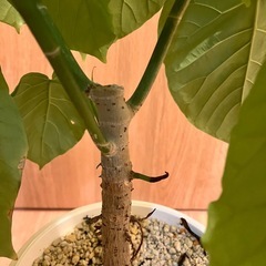 フィカス　ウンベラータ　ゴムの木の画像
