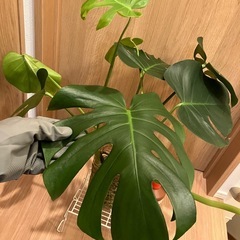 モンステラ　水耕栽培の画像