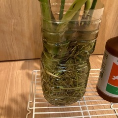 モンステラ　水耕栽培の画像