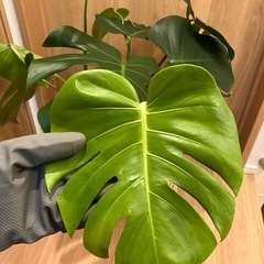 モンステラ　水耕栽培の画像