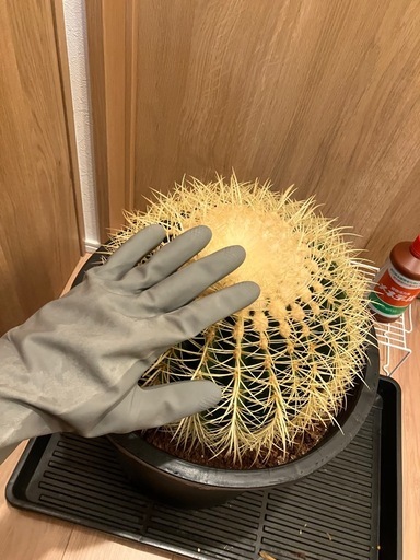 サボテン　キンシャチ　金鯱　巨大