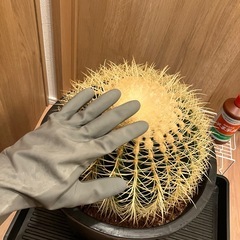 サボテン　キンシャチ　金鯱　巨大の画像