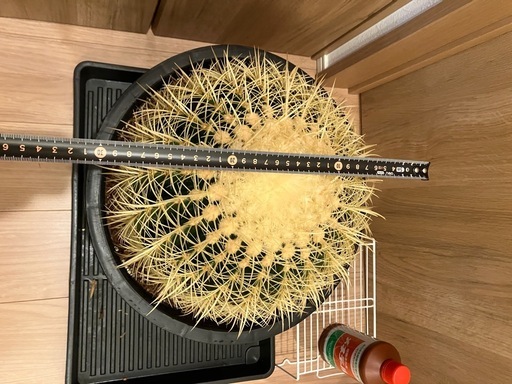 サボテン　キンシャチ　金鯱　巨大