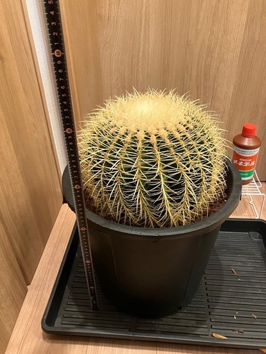 サボテン　キンシャチ　金鯱　巨大