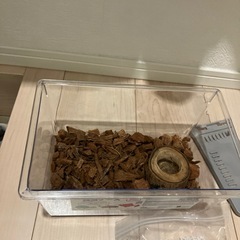 【募集中】昆虫飼育ケース　ゼリー　DAISOの画像