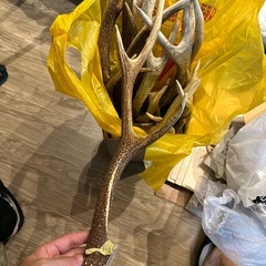 終了しました。鹿角の画像