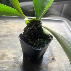 ビカクシダ コウモリラン 品種不明の画像