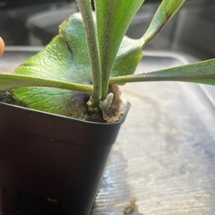 ビカクシダ コウモリラン 品種不明の画像