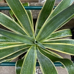 【沖縄 観葉植物】アガべ ベネズエラ 中型　6号 苗ポットの画像
