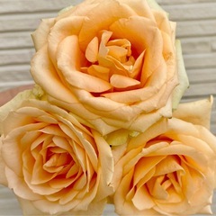 40〜50代 畑女子メンバー募集♪一緒に花や野菜を育てませんか？ - メンバー募集