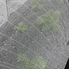 40〜50代 畑女子メンバー募集♪一緒に花や野菜を育てませんか？ - その他