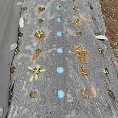 40〜50代 畑女子メンバー募集♪一緒に花や野菜を育てませんか？ − 群馬県