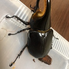 サタンオオカブトの画像