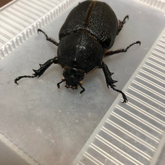 サタンオオカブトの画像