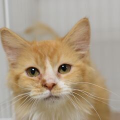 11/3(祝月) 25頭譲渡会。4ヶ月メインクーン♀【里親募集】