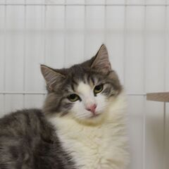 11/3(祝月) 25頭譲渡会。5ヶ月ノルウェージャンフォレスト...