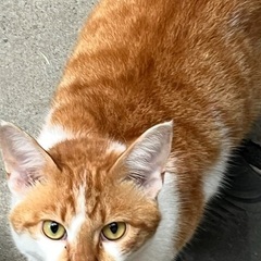 お外生活‼️夜は寒いです。家の中に入りたがりますが…お外で頑張っ...