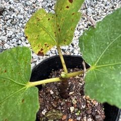 【繁栄 健康運 植木 植物】いちじく 苗 発芽済 落葉樹の画像