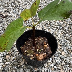 【繁栄 健康運 植木 植物】いちじく 苗 発芽済 落葉樹の画像