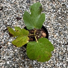 【繁栄 健康運 植木 植物】いちじく 苗 発芽済 落葉樹の画像