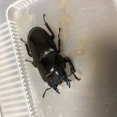 パラワンオオヒラタクワガタの画像