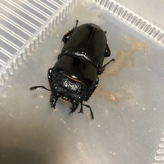 パラワンオオヒラタクワガタの画像