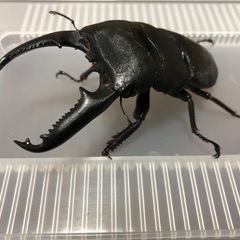 パラワンオオヒラタクワガタの画像