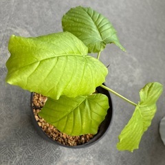 ウンベラータの画像