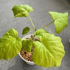 ウンベラータ②の画像