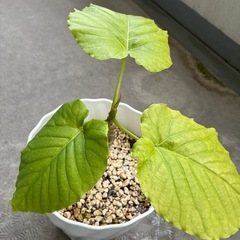 ウンベラータ③の画像