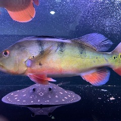 キクラ オセラリス の画像