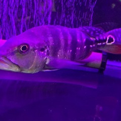 キクラ メラニアエの画像