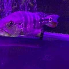 キクラ メラニアエの画像