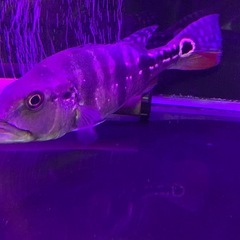 キクラ メラニアエの画像