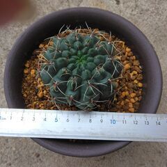 サボテン　緋花玉の画像