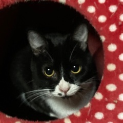 白黒ハチワレ女の子❗️