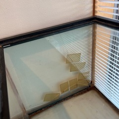 水槽🌟お話し中⭐️の画像