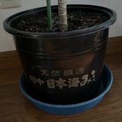 ✨🪴観葉植物♡ドラセナ🪴✨の画像