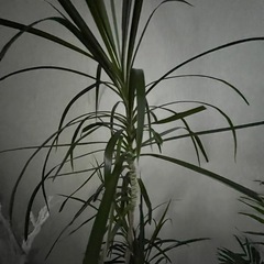 ✨🪴観葉植物♡ドラセナ🪴✨の画像
