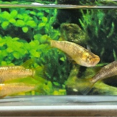 【メダカ】スパークルサン 若魚　2ペアの画像
