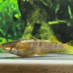 【メダカ】スパークルサン 若魚　2ペアの画像