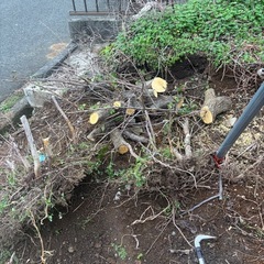 薪ストーブやバーベキューなどで燃やす為のきの木の画像