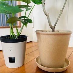 姫モンステラ 底面給水ポット鉢植え36cm ＋ウンベラータ57cmの画像