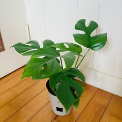 姫モンステラ 底面給水ポット鉢植え36cm ＋ウンベラータ57cmの画像
