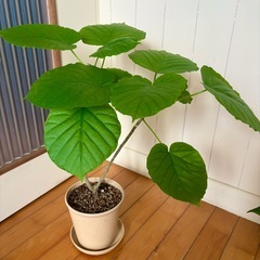 姫モンステラ 底面給水ポット鉢植え36cm ＋ウンベラータ57cmの画像