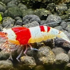 レッドビーシュリンプの画像