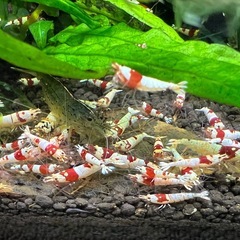レッドビーシュリンプの画像