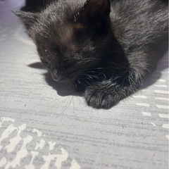 (残り2匹になりました)里親募集です。