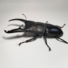 取り引き予定のため中断　大型パラワンオオヒラタクワガタ＋オマケ（マンディ♂単）の画像